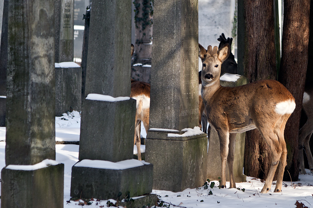 Zentralfriedhof Wien