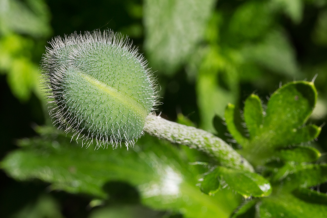 Makro pflanzen 05 14 17