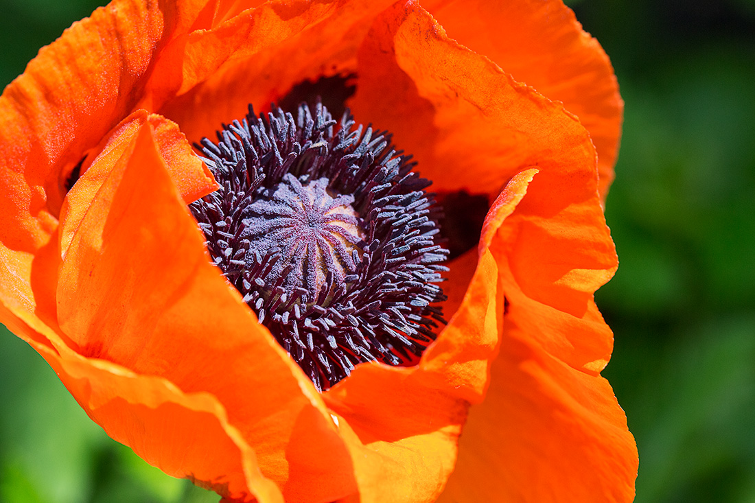 Makro pflanzen 05 14 24