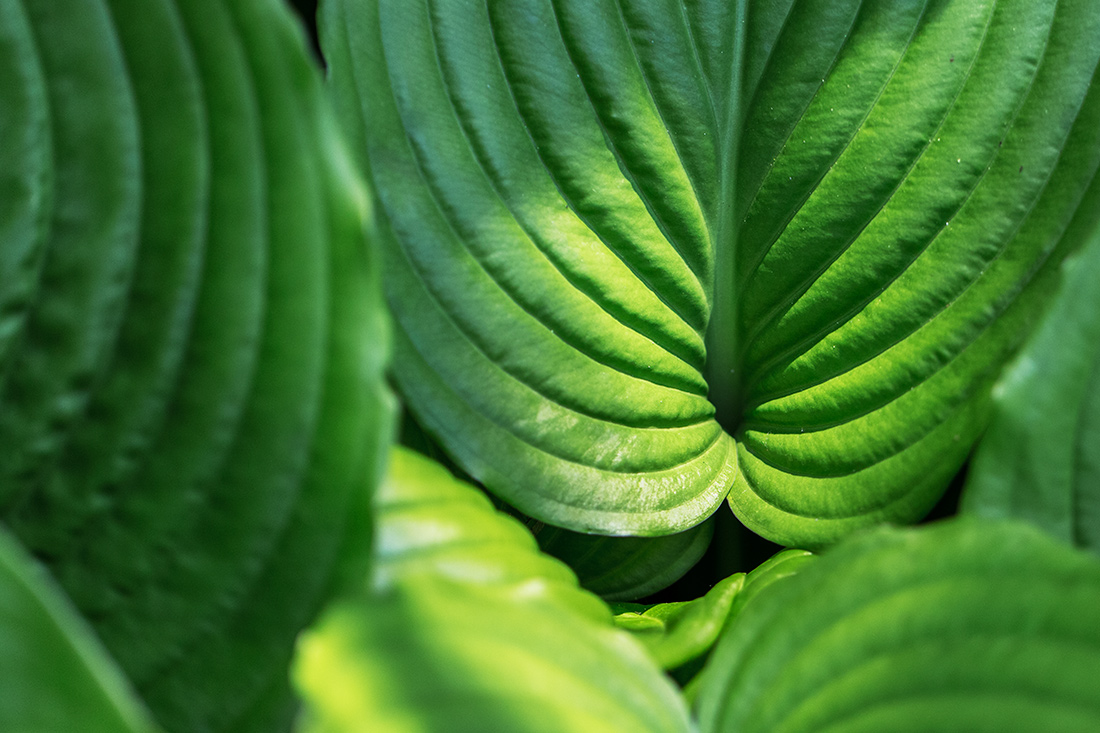 Makro pflanzen 05 14 99