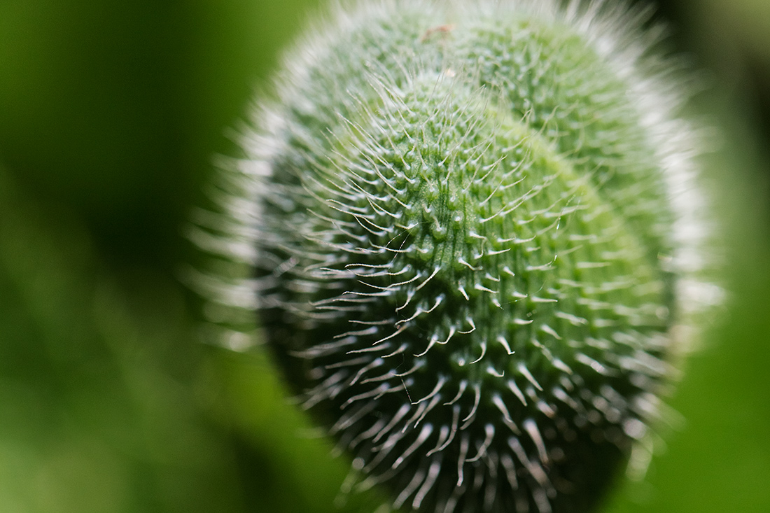 Makro pflanzen 05 14 64